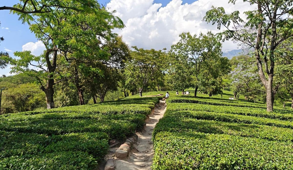 Tea Gardens